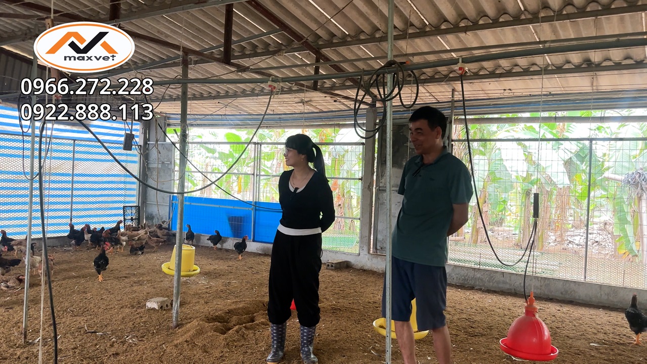 Đàn gà hen khẹc, chảy mũi dai dẳng dù đã dùng kháng sinh, vắc xin đủ kiểu nhưng không khỏi?