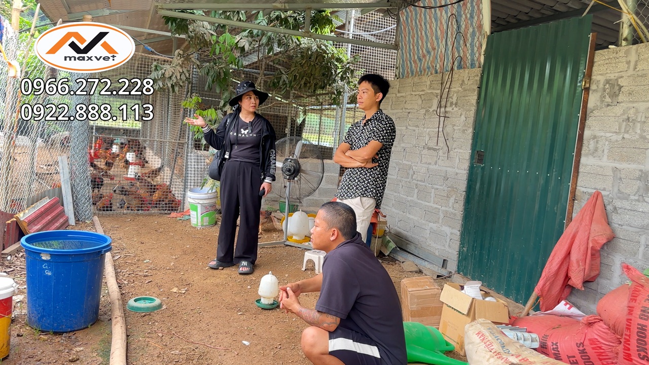 Giá gà tăng vèo vèo - Bật mí cách nuôi gà lớn nhanh, mượt lông đẹp mã, khỏe mạnh, xuất chuồng sớm