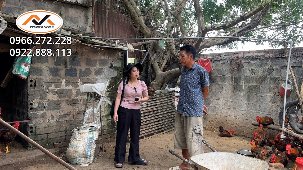 Giá gà đang phi mã -Chủ trại bật mí kinh nghiệm nuôi gà mượt lông đẹp mã,bung lông nhanh,bật cựa sớm