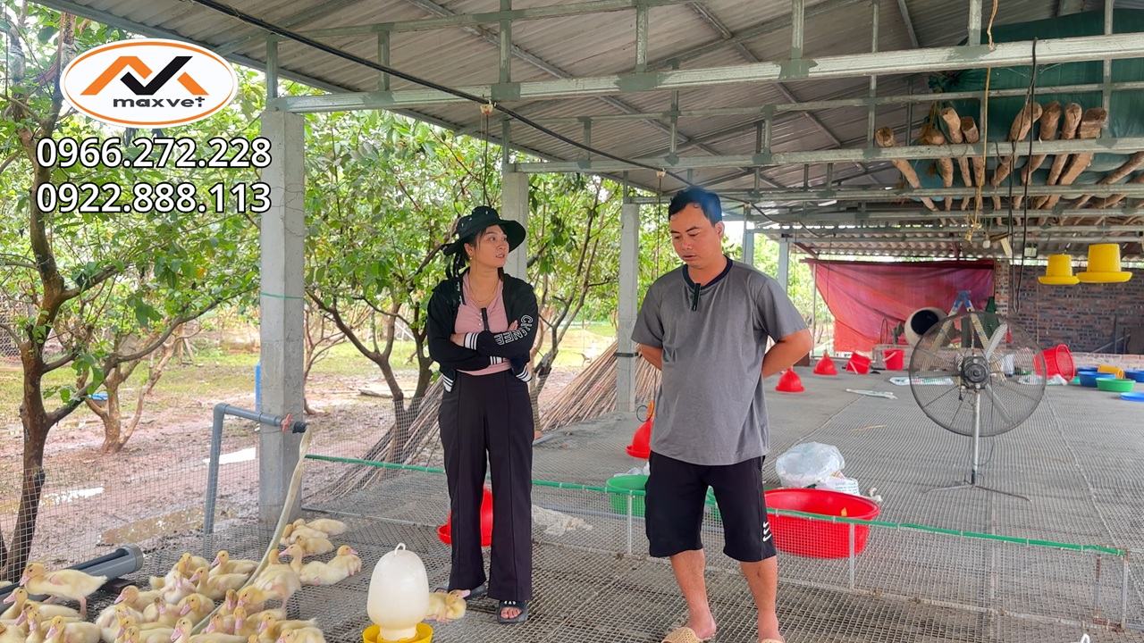 Tình trạng đàn ngan vịt xiêm bị dệt chân, gan sưng bở hao đầu con hết nửa đàn nguyên nhân do đâu